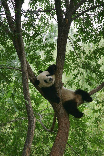 Giant Pandas in Beijing Zoo