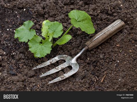 Zucchini Plant Image & Photo (Free Trial) | Bigstock