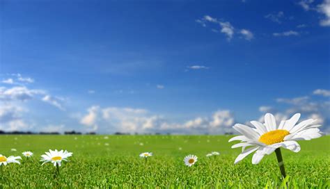 Field Of Daisies HD desktop wallpaper : Widescreen : High Definition : Fullscreen