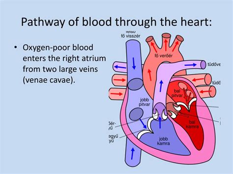 PPT - Chapter 20: Respiratory and Circulatory Systems PowerPoint Presentation - ID:2255314