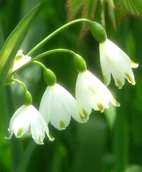 Leucojum aestivum Gravetye Giant - Leucojum Aestivum - Flower Bulb Index | Bulb flowers, Amazing ...