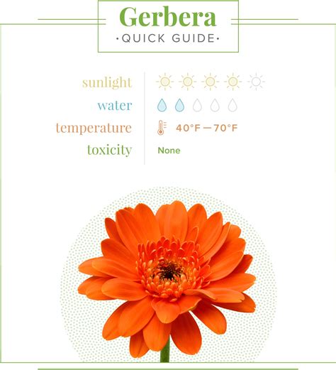 Gerbera Daisy Care Guide: Growing Information, Tips and Meaning ...