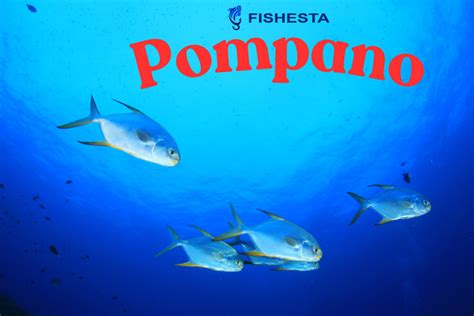 What is the Best Water Temperature to Catch Pompano?