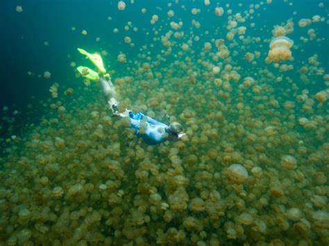 Palau islands // Jellyfish lake | Lake, Palau islands, Koror