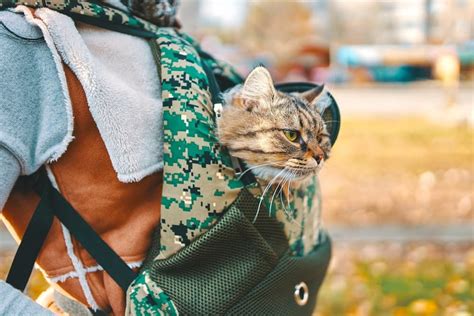 Best Cat Backpacks: 15 Best Backpack Carriers for Cats Reviews