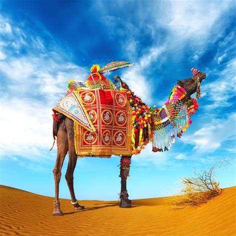 indian camel decorated | Camel, Patterns in nature, India photography