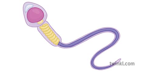 Sperm Cell Anatomy Illustration - Twinkl