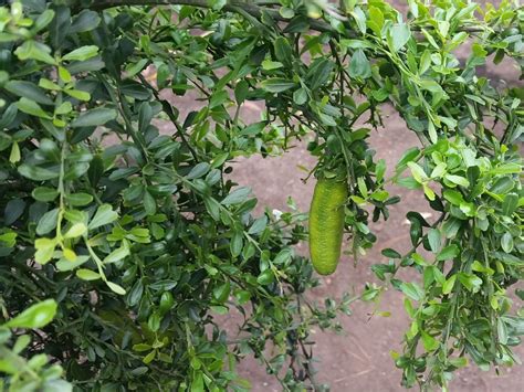 Australian Native Citrus | Gardening With Angus