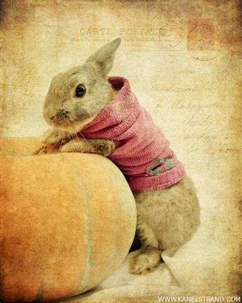 Kanelstrand: Simple Living Rabbit: Halloween