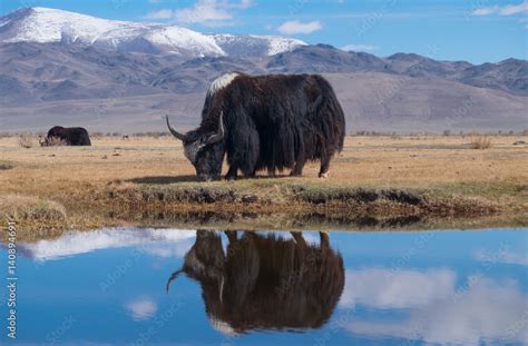 Black yak Stock Photo | Adobe Stock