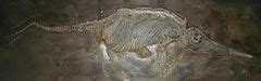 Category:Jurassic Reptilia fossils - Wikimedia Commons