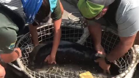 WATCH: Baby manatee found swimming alone rescued from Florida river ...