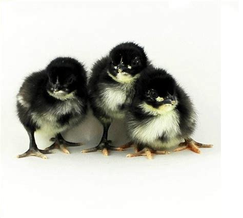 Find Different Kinds Of Cute Black Baby Chickens With Pictures