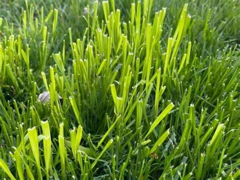 10 Weeds that Look Like Grass: Invasive Grass Types + Pictures | Lawn Model (2022)