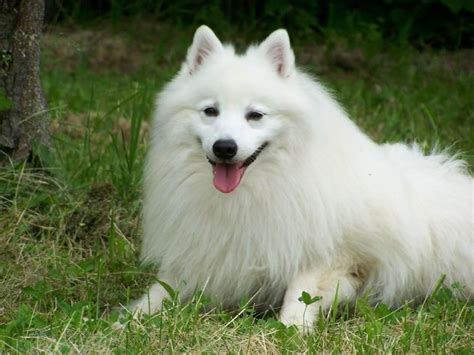 Japanese Spitz - Puppies, Rescue, Pictures, Information, Temperament ...