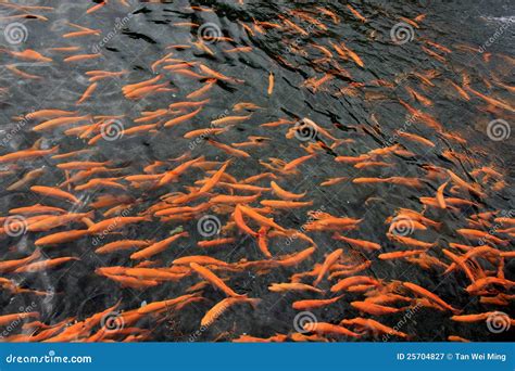 Spawning Salmon stock image. Image of yunnan, resources - 25704827