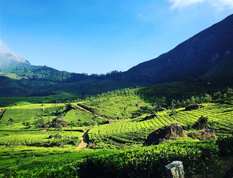 Munnar Hill Station – Best Place to Visit During Monsoon Season