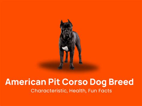 American Pit Corso Dog Breed: Characteristic, Health & Fun Facts!