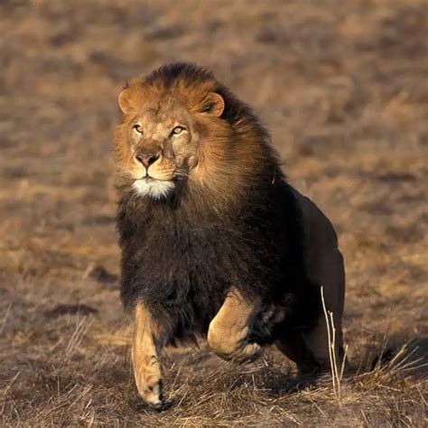 How Fast Can a Lion Run? (Big Cat Top Speeds)