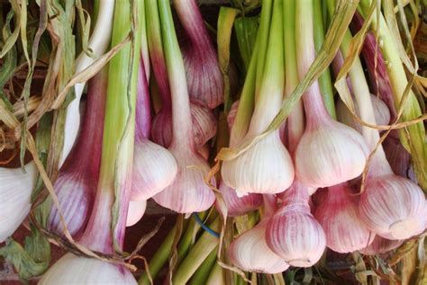 Garlic Varieties | Patrice Newell's online organic biodynamic ...