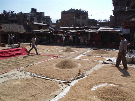 Ann Marcer in Nepal: Rice - how it is produced in Nepal