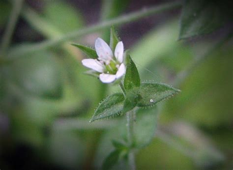 Caryophyllaceae – eFlora of India