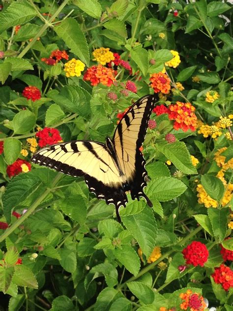 Butterfly and Lantana - Birds and Blooms