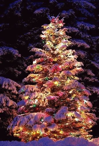 #ChristmasTree | Outdoor christmas tree, Outdoor christmas tree decorations, Outdoor christmas