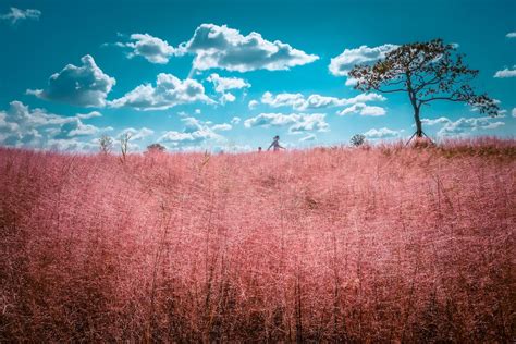 15 Surreal Spots to See Dreamy Pink Muhly in Korea in Autumn 2023 » Travel-Stained | Korea ...