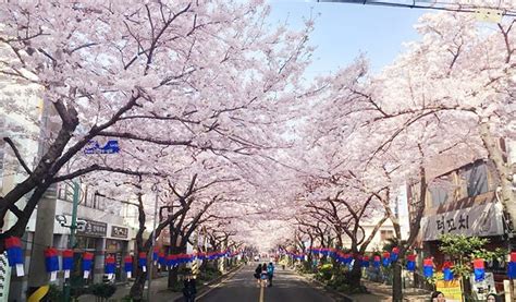 Cherry Blossom Festival Jeju 2019