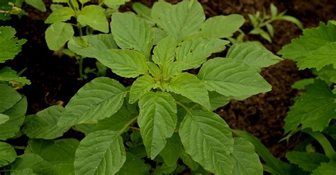 Is Pigweed Poisonous To Humans - Infoupdate.org