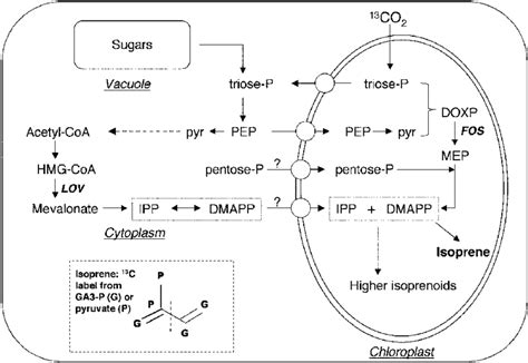 Subcellular compartmentation of leaf isoprene biosynthesis. Based on ...