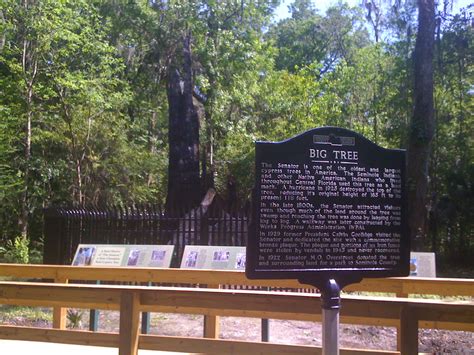 Return to Big Tree Park – Florida Hikes