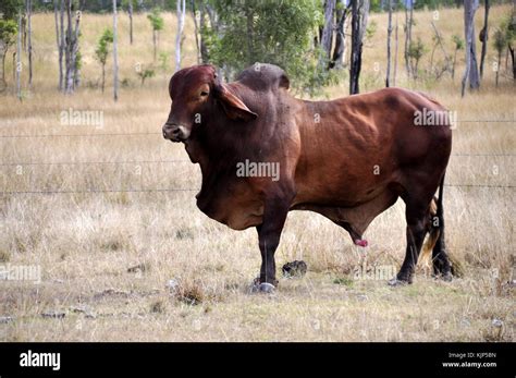 mustering cattle in Queensland Australia Stock Photo - Alamy