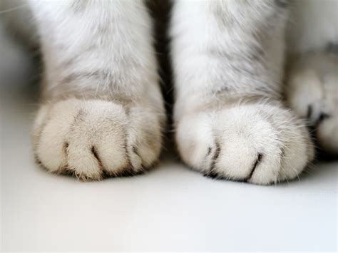 Declawing Cats In Maryland Will Soon Be A Crime | Baltimore, MD Patch