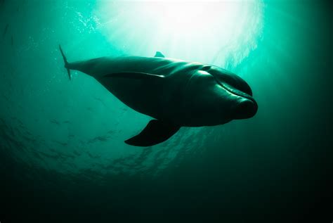 dolphin in green water | George Karbus Photography