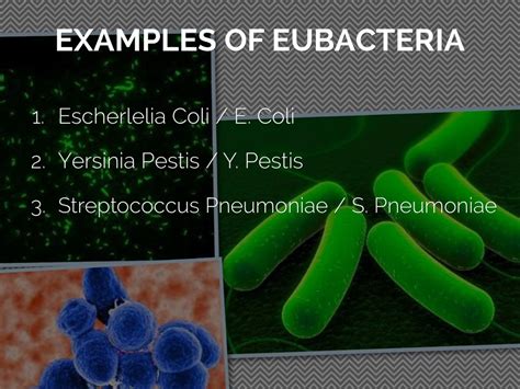 Eubacteria Examples