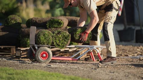 Natural Grass Turf Professional Installer. Gardener Installing Natural ...