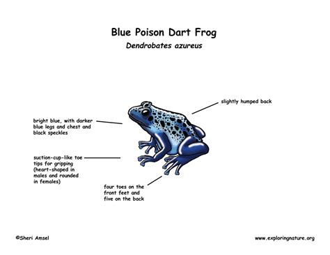 Frog (Blue Poison Dart)