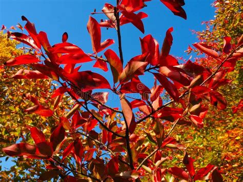 Colours of Autumn Fall - Beautiful Black Tupelo Tree in Front of Blue ...