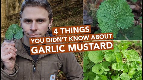 4 Things You Didn't Know About Garlic Mustard - YouTube