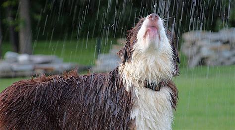 What to Do When Your Dog Hates the Rain | The Dog People by Rover.com