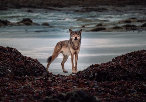 Watch a film about coastal wolves in BC for free (VIDEO) - Vancouver Is Awesome