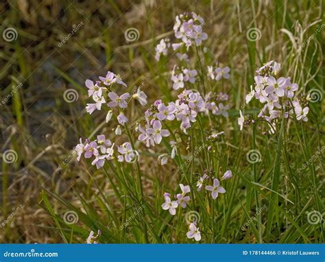 Tiny White Wild Radish Flowers - Raphanus Raphanistrum. Stock Photo ...