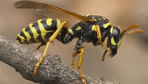 About the Wasp Life Cycle | Sciencing