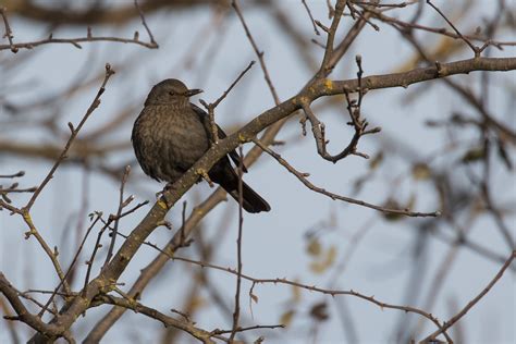 Eurasian Blackbird (Turdus merula) * Discovering Birds