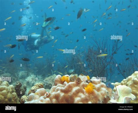 Diving in Koh Tao Stock Photo - Alamy