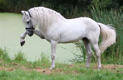 Andalusian Horse HD Desktop Wallpaper 19725 - Baltana