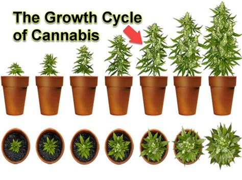 The Growth Cycle of Cannabis