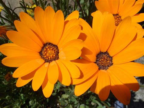 Fayl:Unidientified Orange Flowers.jpg - Vikipediya